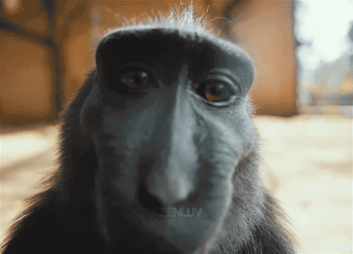 Funny Monkey Memes GIFs